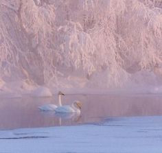 two swans are swimming in the water near snow covered trees and ice - covered branches