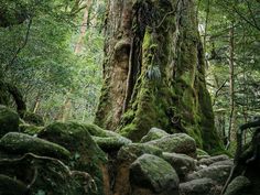 a large tree in the middle of a forest with moss growing on it's sides