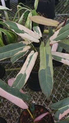 a plant with green and white leaves in a pot on a wire fenced area