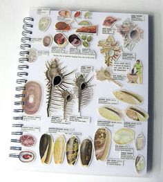 an open spiral notebook with pictures of sea life