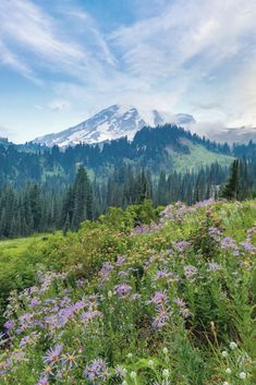 wildflowers in the foreground with a snow - capped mountain in the background