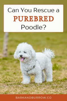 a small white dog standing on top of a grass covered field with the title can you rescue a purebreed poodle?