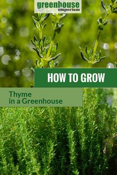 some green plants with the words how to grow thyme in a greenhouse on it