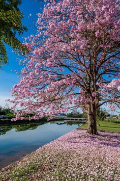 a tree that is next to a body of water with pink flowers on the ground