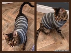 two pictures of a cat wearing a sweater on the floor and looking at the camera