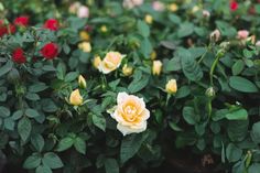 several yellow and red roses growing in a garden