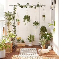 a room filled with lots of different types of plants