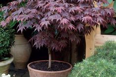 several potted plants are shown in the garden