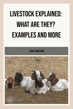 two goats laying down in the grass with text that reads livestock explain what are they? examples and more