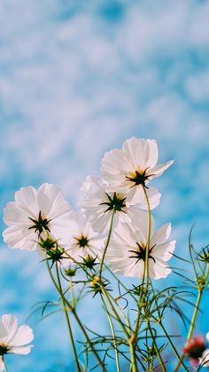 some white flowers are in front of a blue sky and water with clouds behind them