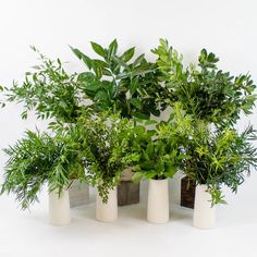 four white vases with plants in them