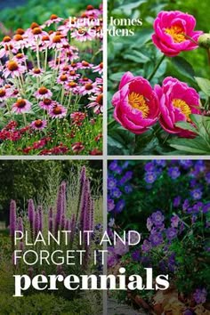 four pictures with different flowers in them and the words plant it and forget it perennials