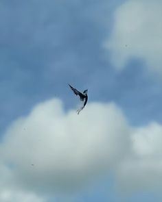 a bird flying in the sky with clouds behind it