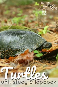 an image of a turtle on the ground with text that reads turtles unit study and lapbook