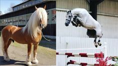 there are two pictures of horses and one is jumping in the air with their legs up