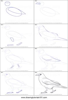 how to draw a bird with different shapes and sizes, including the outlines for each bird