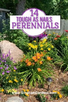 Drought Tolerant Flowers Perennials, Easy Perennials Landscaping, Hardy Plants Outdoor Drought Tolerant, Perennial Gardens Full Sun, Perennial Flowers Around Tree, Full Sun Front Garden Ideas, Perennials For Sunny Areas, Perennial Full Sun Garden Plans, Perennial And Annual Flower Beds