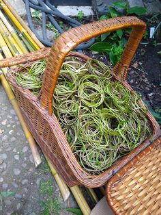 a wicker basket filled with lots of green stuff next to bamboo poles and plants