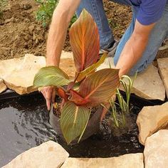 a man is placing plants in a potted planter on the ground next to a pond