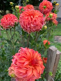 some very pretty pink flowers by a fence