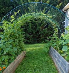 a garden area with various plants and flowers growing in the ground, along with an arched metal trellis