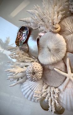 seashells, starfish and shells are arranged on a white surface