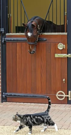 a cat walking past a horse head on a wooden door with a black and white stripe