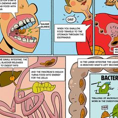 A printable comic about the amazing digestion system. Digestive System Board Game, Digestive System Coloring Page, Digestive System Model Project, Digestive System Poster, Digestive System Model, Food For Digestion, Newborn Schedule