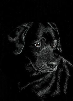 a black dog is sitting in the dark