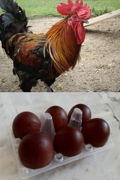 an egg carton filled with brown eggs next to a chicken