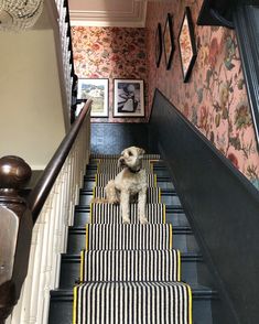 a small dog sitting on the stairs in a house with floral wallpaper and striped carpet