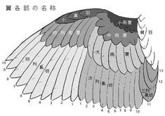 an image of a bird with wings spread out and chinese characters on the back ground