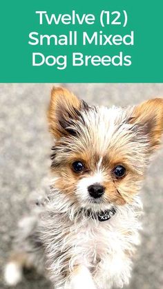 a small dog standing on top of a cement floor next to a green sign that says twelve 12 small mixed dog breeds