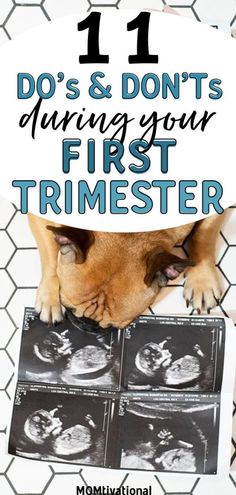 a dog laying on top of a table with the title 11 do's and don'ts during your first trimester