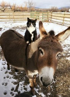 a black and white cat sitting on the back of a donkey in a snowy field