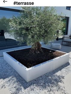 an olive tree is growing in a square planter