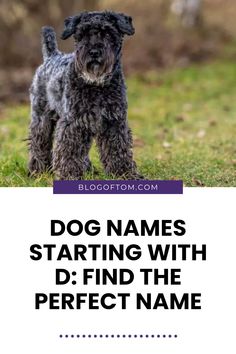 a black dog standing on top of a lush green field with the words dog names starting with d find the perfect name