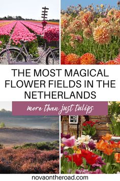 the most magic flower fields in the netherlands are here and they're just trips