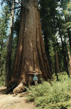 a person standing next to a large tree in the middle of a forest on a sunny day