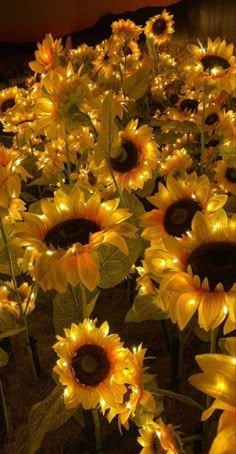 the sunflowers are lit up and ready to be picked from the field at night