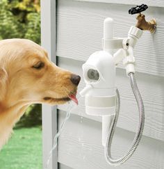 a dog drinking water out of a faucet attached to a house's wall