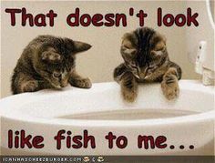 two kittens sitting on the edge of a toilet looking at each other with caption that doesn't look like fish to me