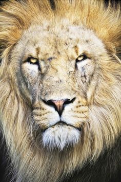 a close up of a lion's face on a black background