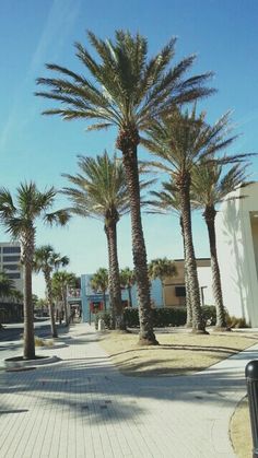 palm trees line the street in front of buildings