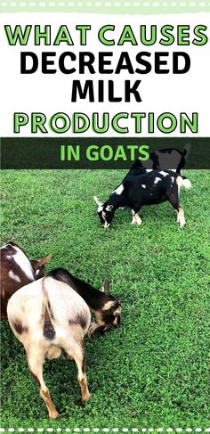 two goats grazing on grass with the words what cause milk production in goats?