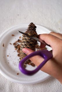 a person is cutting up a pine cone with a pair of purple scissor