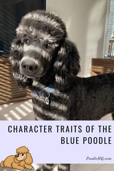 a black poodle standing on top of a tile floor