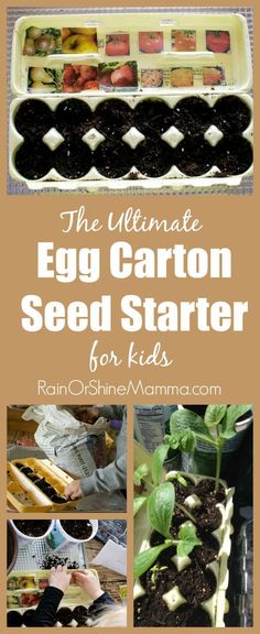 the ultimate egg carton seed starter for kids