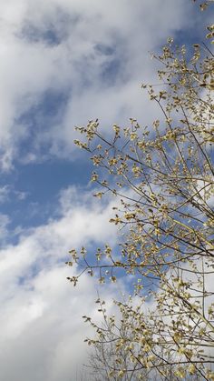 the sky is filled with white clouds and yellow flowers