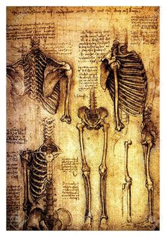 an old drawing of the human skeleton and other skeletal structures in a white frame on display